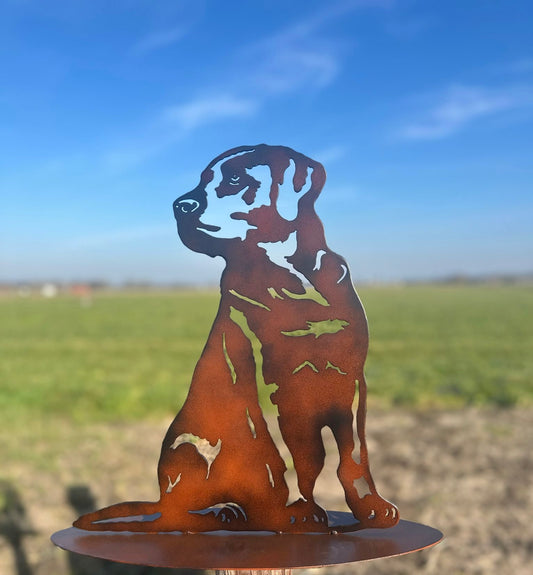 Labrador