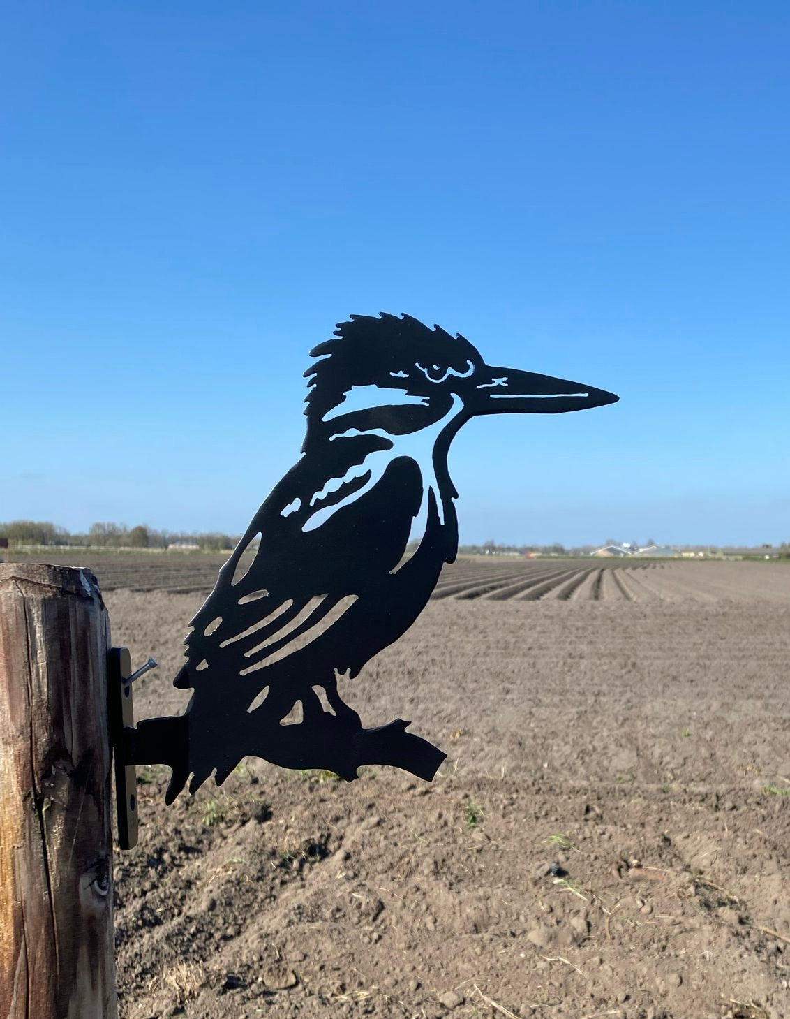 Ijsvogel